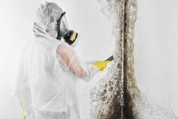 Mold Removal for HVAC Installations in Gardner, IL